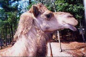 5 year old Dromidary Camel mug shot