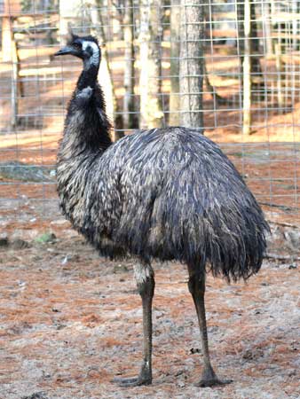 Pictures Birds on Pictures Of Birds At Garlyn Zoo