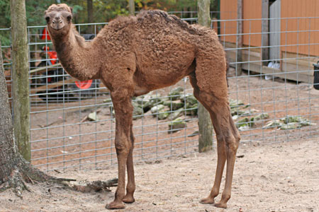 Baby Camel Pics