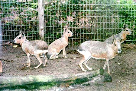 http://www.garlynzoo.com/Photoalbum/CAVY/images/Patagonian_Cavy_Family.jpg