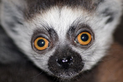 Ring-tail Lemur baby at 1 month old