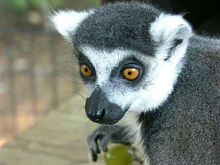 Male Ring-tailed Lemur named Ringo