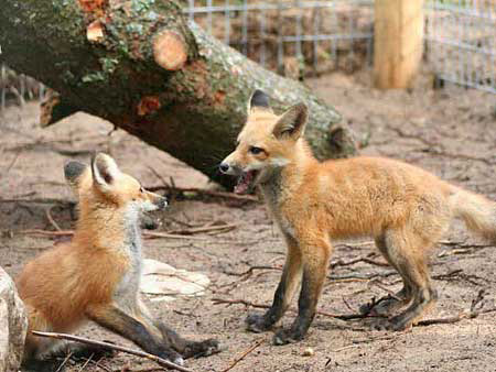 Red Fox play at GarLyn Zoo