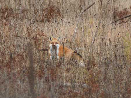 Red Fox at time of release back in the wild in Michigan's Upper Peninsula