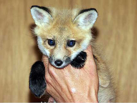 Red Fox pup about 8 weeks old