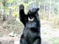 Black Bear Swatting at Appler Movie at GarLyn Zoo