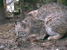 Bobcat Eating