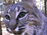 Bobcat Hissing