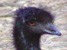 Emu at GarLyn Zoo