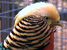 Golden Pheasant at GarLyn Zoo