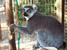Ring-tailed Lemur Movie at GarLyn Zoo