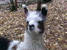 Llama Movie at GarLyn Zoo