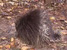 Porcupine