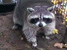 Raccoon Movie at GarLyn Zoo