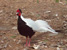 Silver Pheasant at GarLyn Zoo