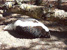 Skunk Movie at GarLyn Zoo