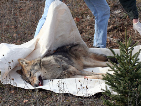 Timber wolf sedated
