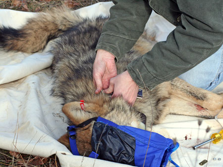 Placing a Radio Collar on a Grey Wolf in Michigan's Upper Peninsula
