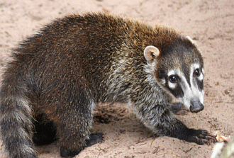 coatimundi.gif