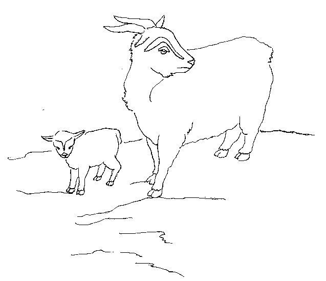 goat.JPG (23103 bytes)