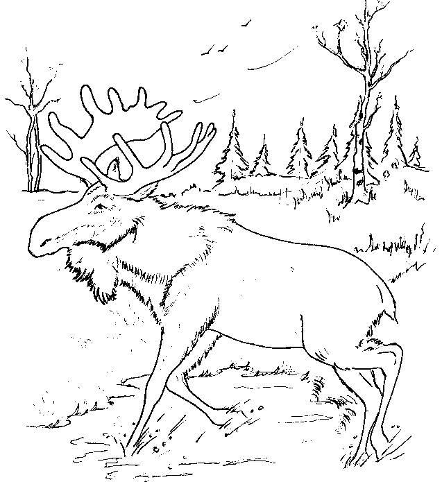 moose.JPG (67532 bytes)