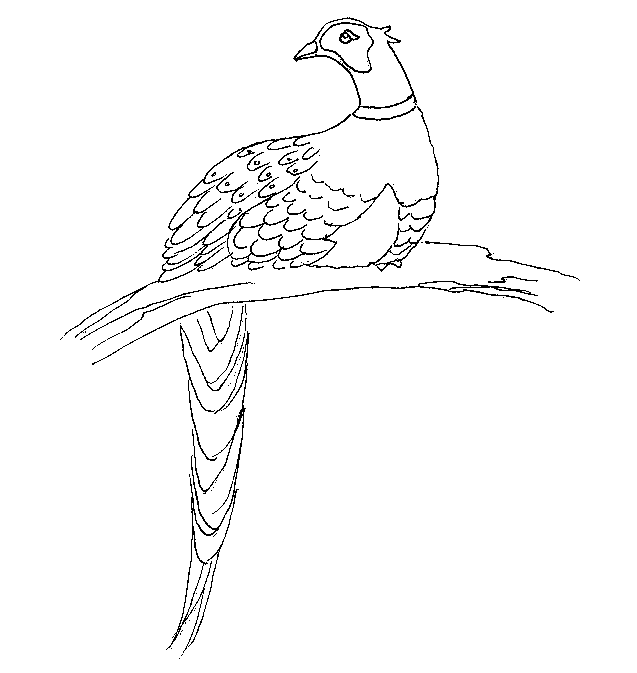 pheasant.JPG (31038 bytes)