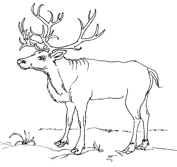 reindeer.JPG (142280 bytes)