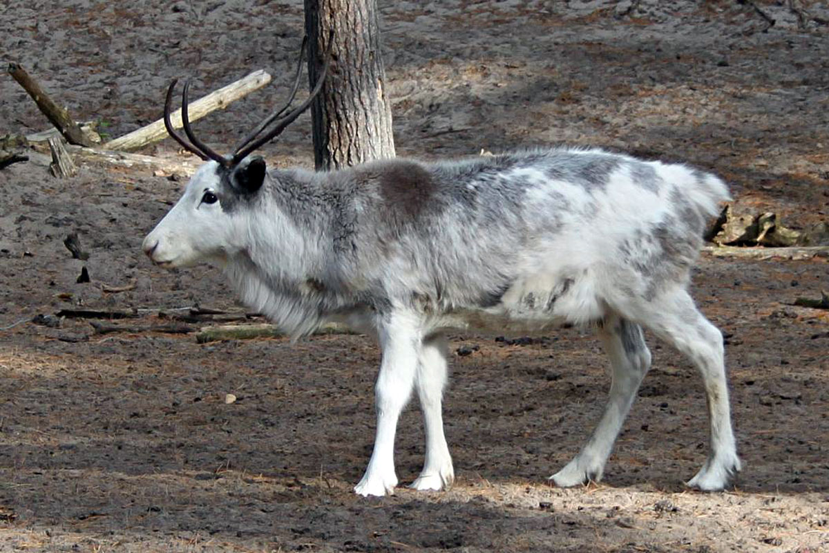 reindeer for sale 28 images reindeer sleigh for sale reindeer for sale 28 images reindeer sleigh for sale