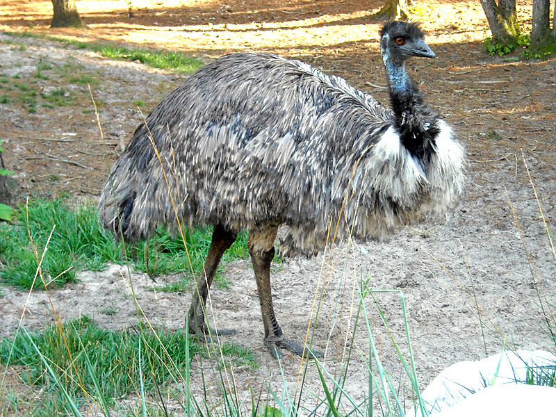 Ratite (Emu and Rhea) at GarLyn Zoo in Michigan&#39;s Upper Peninsula
