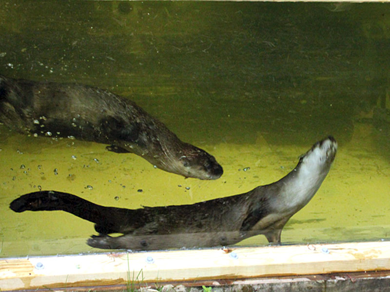 River Otter at GarLyn ...
