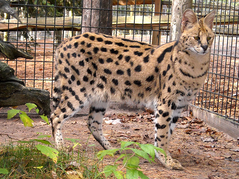 African Serval At Garlyn Zoo In Michigan S Upper Peninsula,Streusel Topping