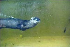 North American River Otter under water