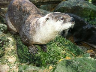 Male River Otter mug shop