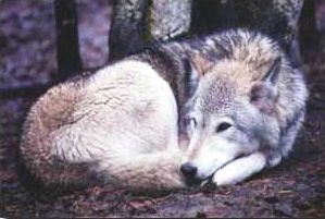 "Wa Ta See" a grey or timber wolf at about 4 years old