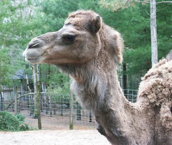 Tricksee a 6 year old Dromedary Camel