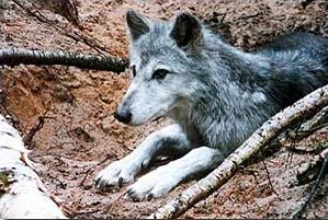 Nimkee an arctic wolf cross at 5 years old