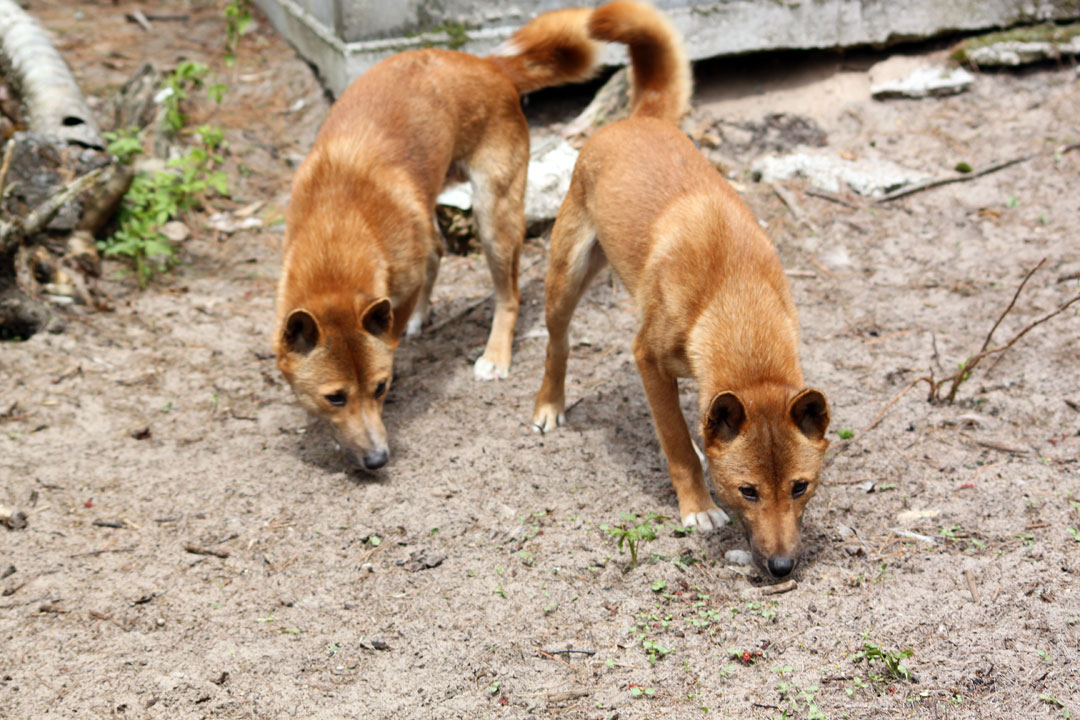  2 New Guinea Singing Dogs