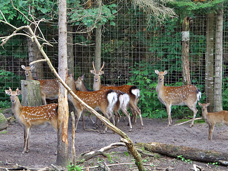 Sika Deer Herd at GarLyn Zoo