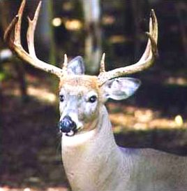 2 1/2 year old Whitetail Buck