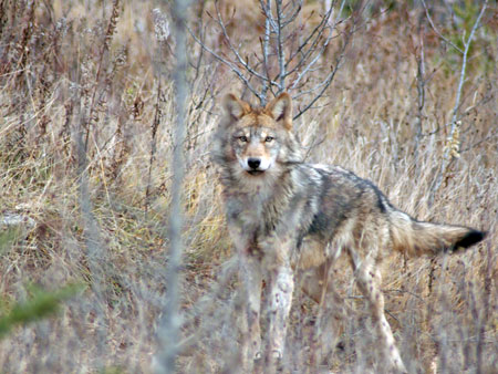Timber wolf or Grey wolf