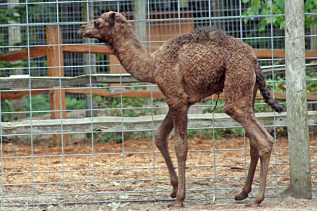 3 month old Dromidary Camel