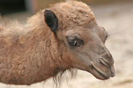 Baby Dromedary Camel