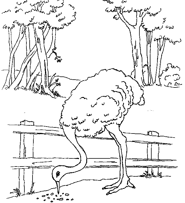 emu.JPG (72703 bytes)