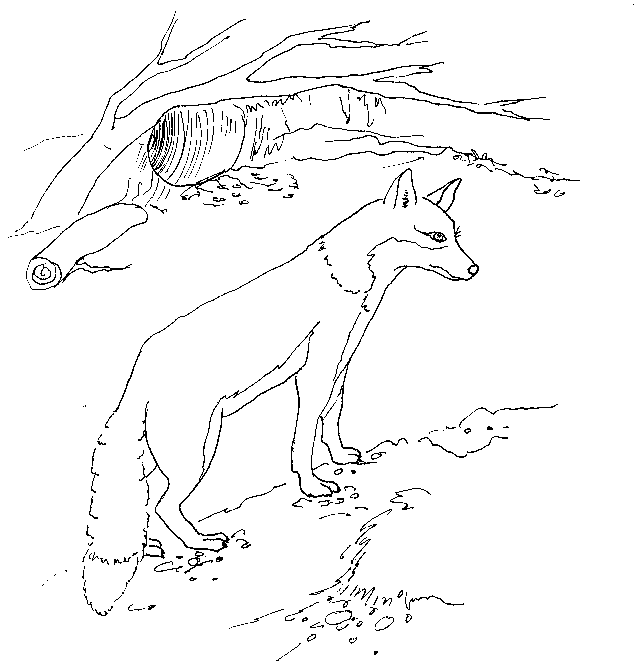 fox.JPG (47561 bytes)