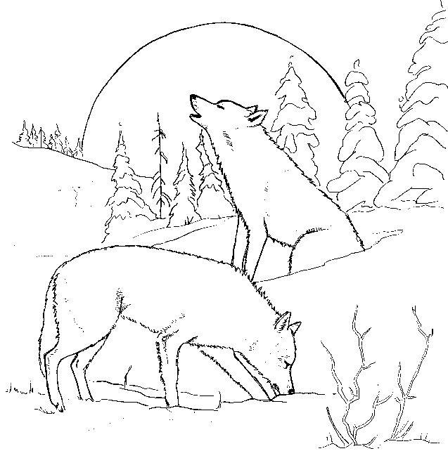 wolf.JPG (54089 bytes)