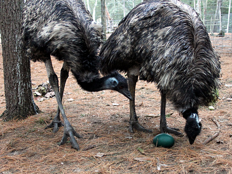  Pair of Emu with egg at GarLyn Zoo