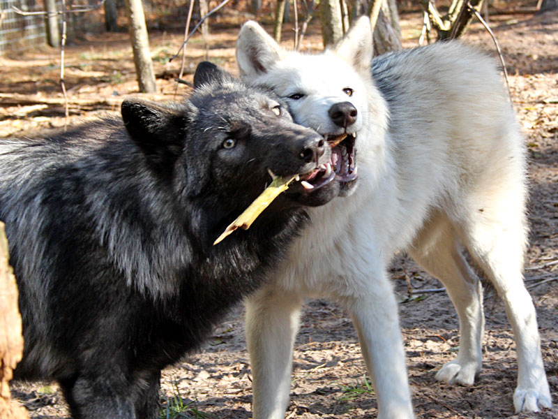  Grey or Timber Wolves  at GarLyn Zoo