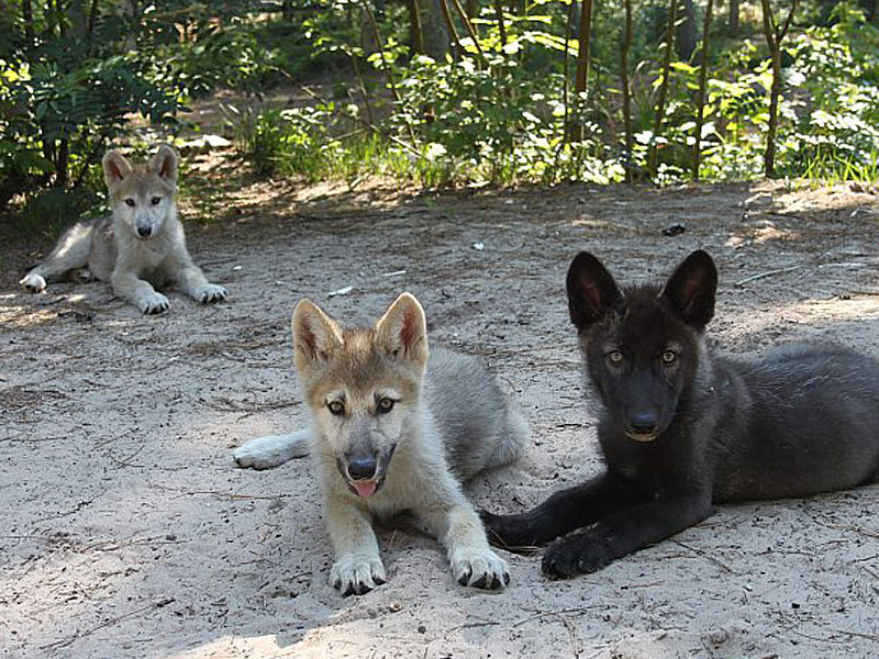 Ozzy , Kid Rocket, and Ziggy Pup the 3 young Wolves at GarLyn Zoo