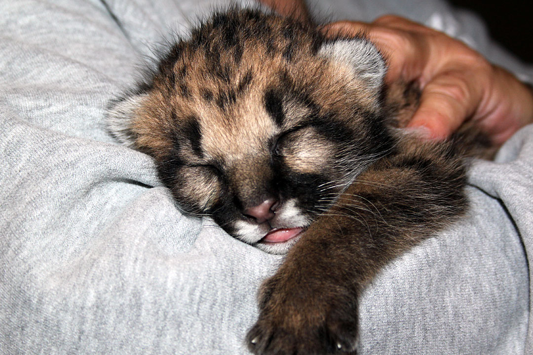 Click to enlarge Cougar or Mountain Lion at GarLyn Zoo