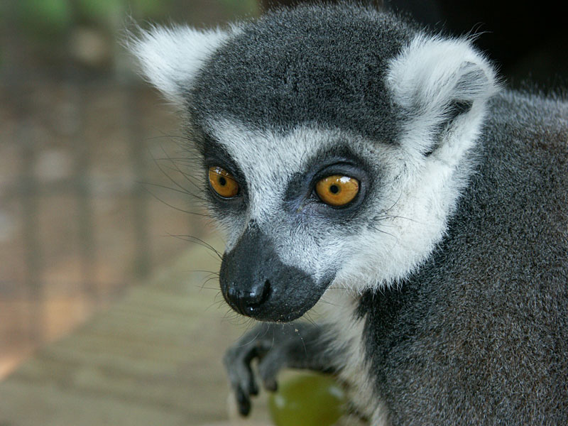  Ring-tail Lemur at GarLyn Zoo